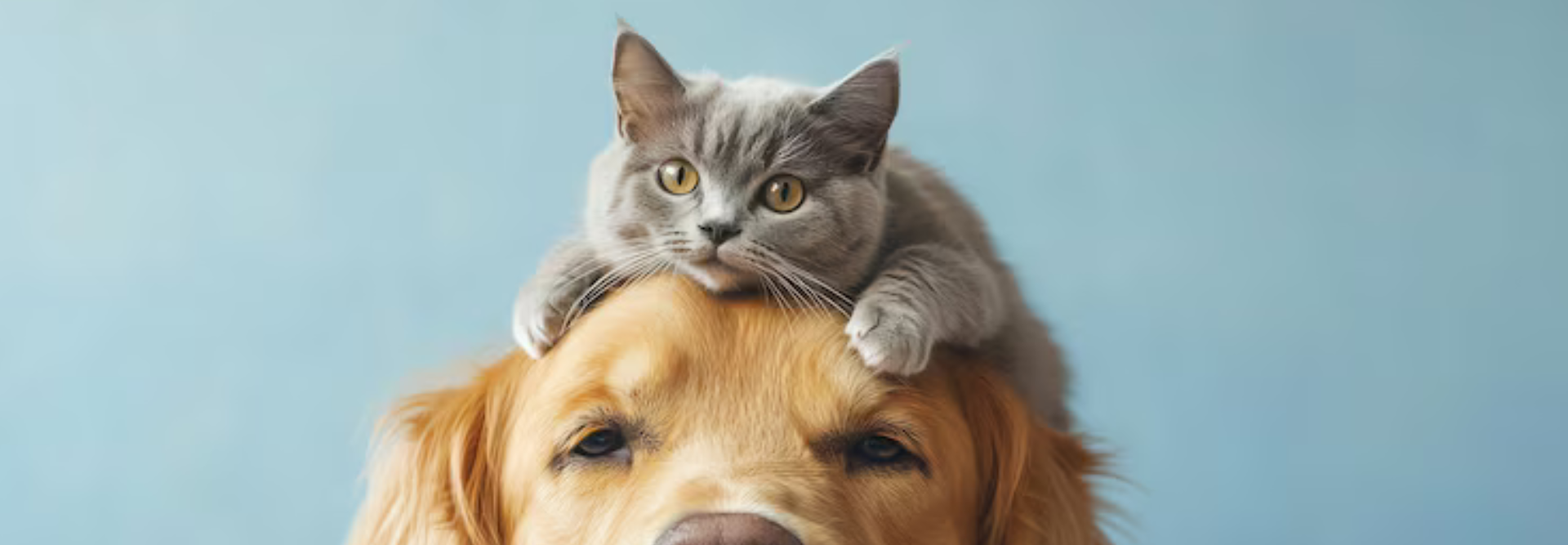 50% OFF: Pet-Perfect Picks