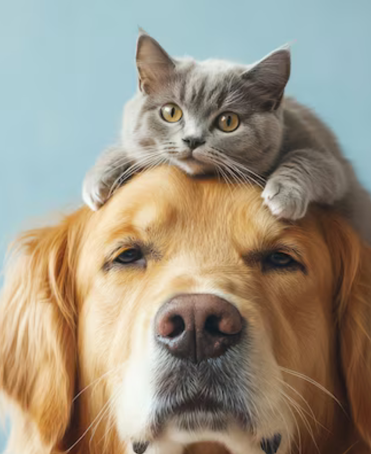 50% OFF: Pet-Perfect Picks
