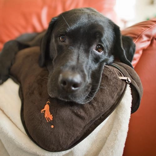 Big Bone Dog Pillow And Blanket