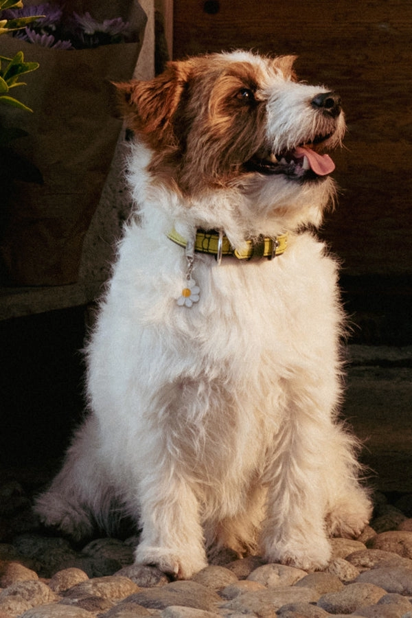 My Family Firenze Yellow Leather Dog Collar